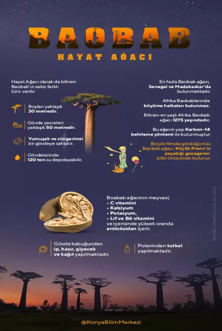 Baobab Hayat Ağacı