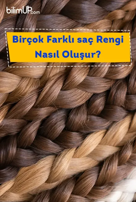 Birçok Farklı Saç Rengi Nasıl Oluşur?