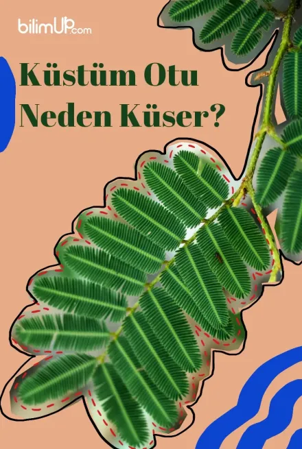 Küstüm Otu Neden Küser?