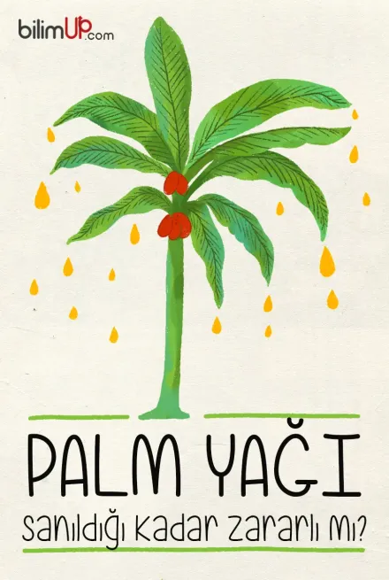 Palm Yağı Zararlı Mı?