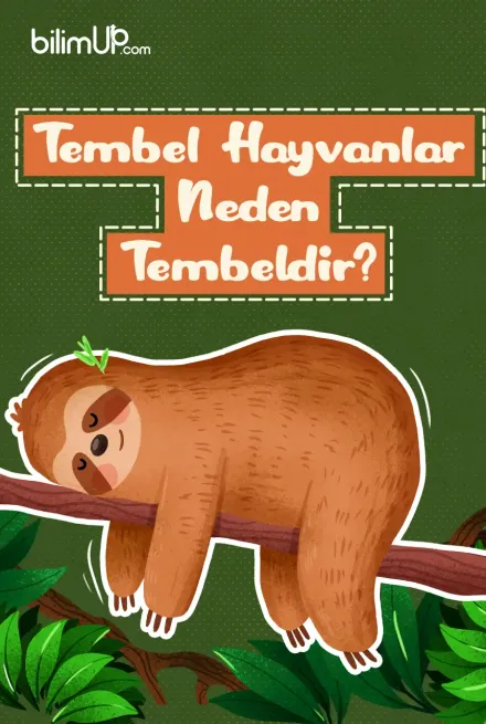 Tembel Hayvanlar Neden Tembeldir?