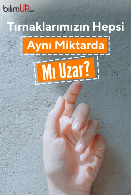 Tırnaklarımızın Hepsi Aynı Miktarda Mı Uzar?