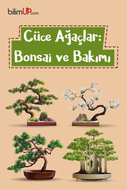 Cüce Ağaç: Bonsai