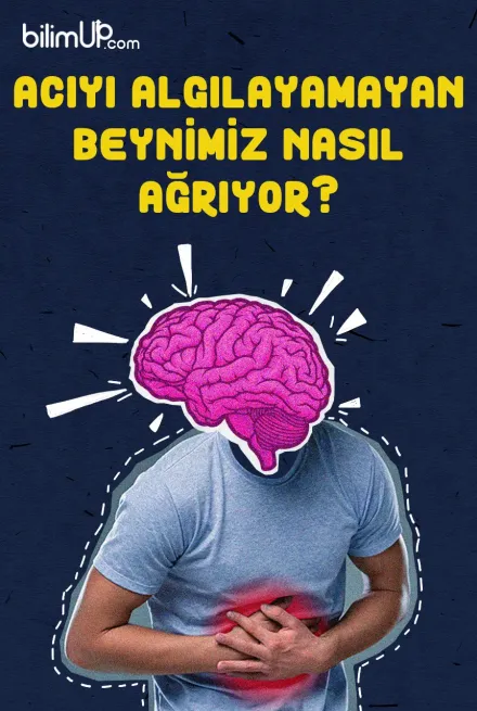 Acıyı Algılayamayan Beynimiz Nasıl Ağrıyor?
