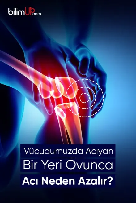 Vücudumuzda Acıyan Bir Yeri Ovunca Acı Neden Azalır?