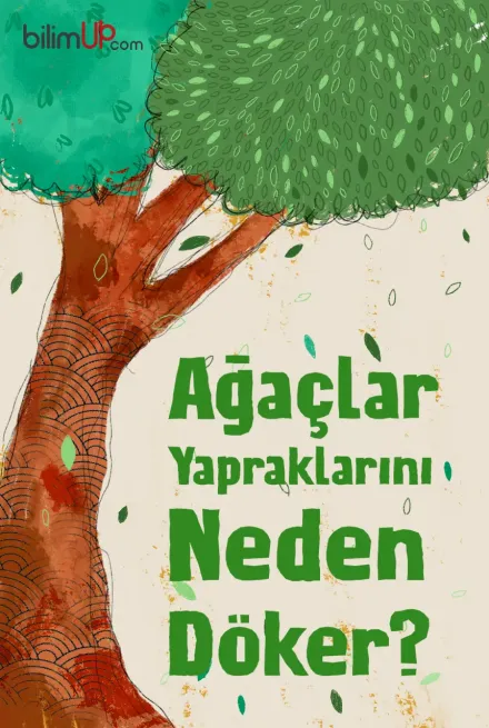 Ağaçlar Yapraklarını Neden Döker?