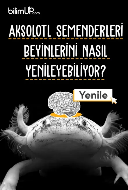 Aksolotl Semenderleri Beyinlerini Nasıl Yenileyebiliyor?