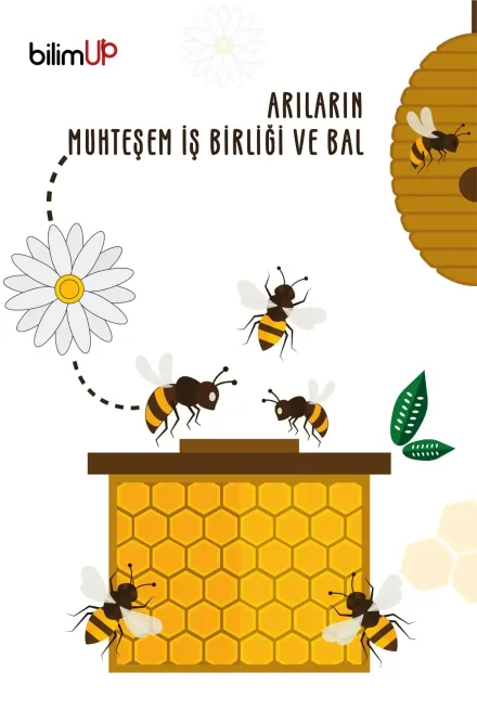 Arıların Muhteşem İş Birliği ve Bal