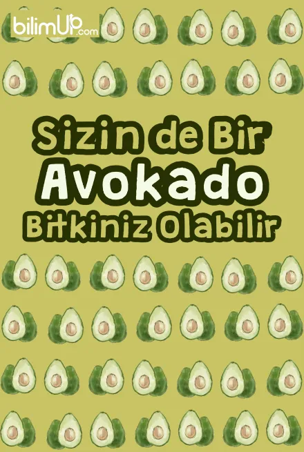 Sizin de bir avokado bitkiniz olabilir!