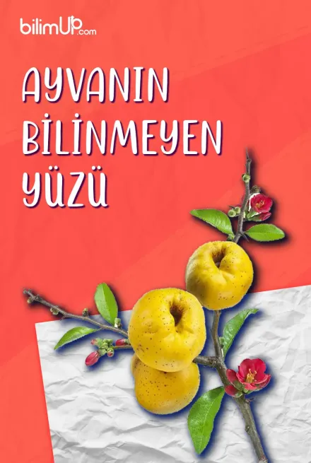 Ayvanın Bilinmeyen Yüzü