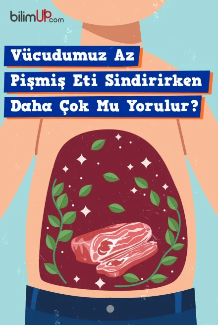 Vücudumuz Az Pişmiş Eti Sindirirken Daha Mı Çok Yorulur?
