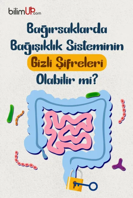 Bağırsaklarda Bağışıklık Sisteminin Gizli Şifreleri Olabilir mi?