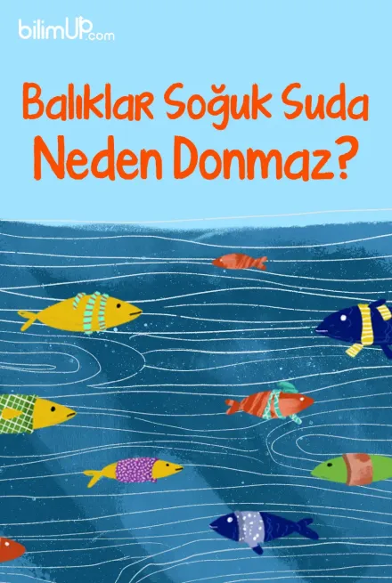 Balıklar Soğuk Suda Neden Donmaz?