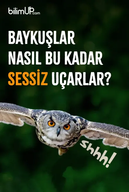 Baykuşlar Nasıl Bu Kadar Sessiz Uçarlar?