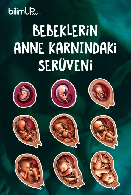 Bebeklerin Anne Karnındaki Serüveni