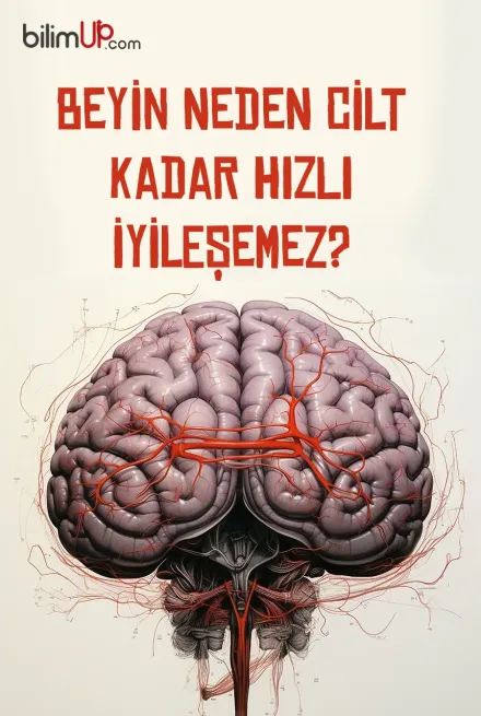 Beyin Neden Cilt Kadar Hızlı İyileşemez?