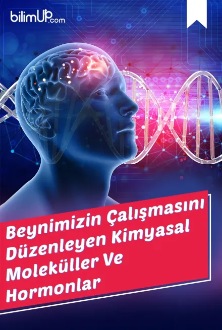 Beynimizin Çalışmasını Düzenleyen Kimyasal Moleküller ve Hormonlar Nelerdir?