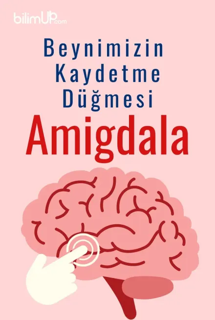 Beynimizin Kaydetme Düğmesi: Amigdala