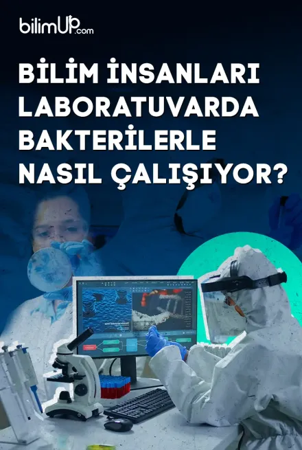 Bilim İnsanları Laboratuvarda Bakterilerle Nasıl Çalışıyor?