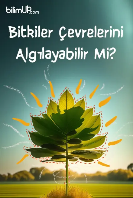 Bitkiler Çevrelerini Algılayabilir Mi?