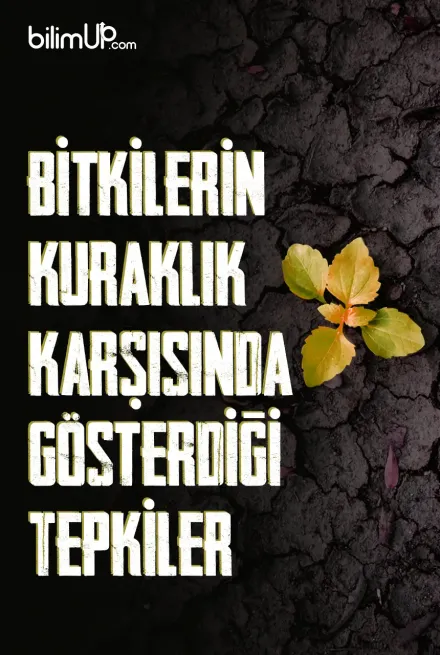 Bitkilerin Kuraklık Karşısında Gösterdiği Tepkiler