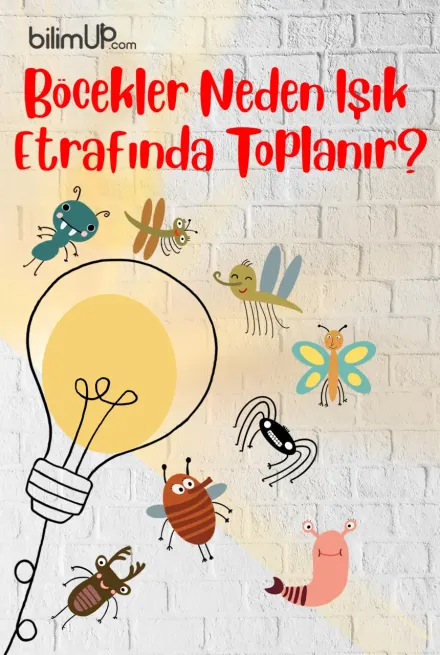 Böcekler Neden Işık Etrafında Toplanır?