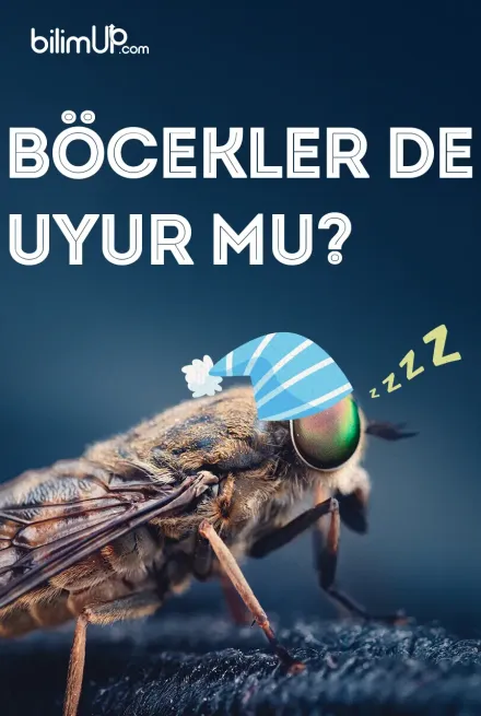 Böcekler De Uyur Mu?