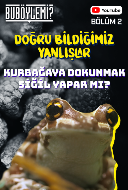 Bu Böyle Mi? Bölüm 2