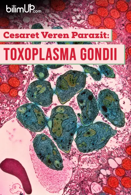 Cesaret Veren Parazit: Toxoplasma gondii