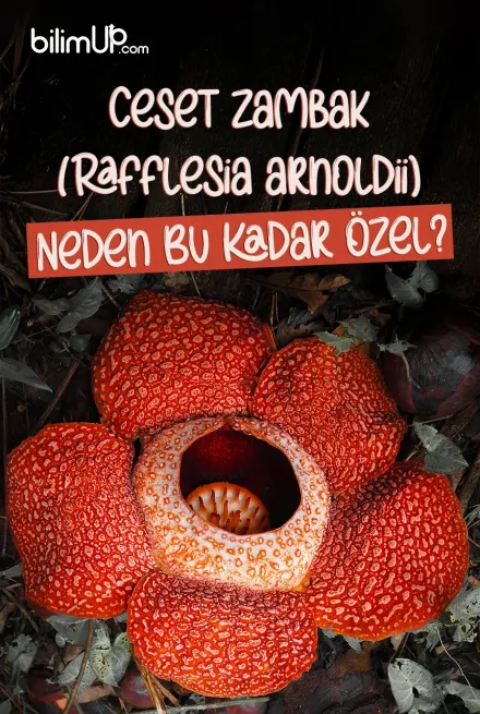 Ceset Zambak (Rafflesia arnoldii) Neden Bu Kadar Özel?