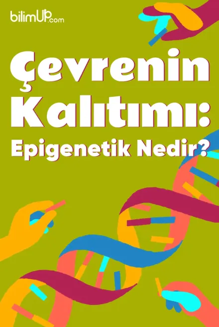 Çevrenin Kalıtımı: Epigenetik Nedir?