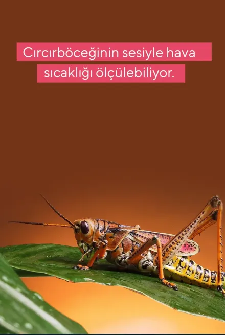 Cırcır Böceğinin Sesiyle Hava Sıcaklığını Ölçmek