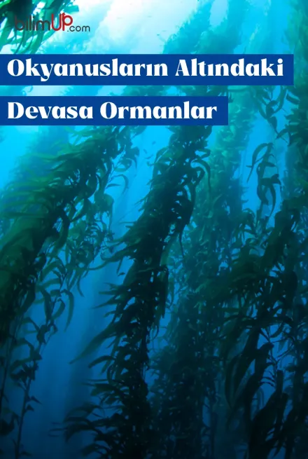Okyanusların Altındaki Devasa Ormanlar