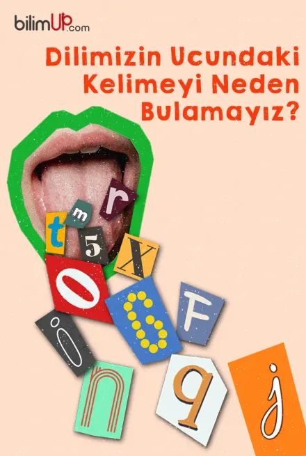 Dilimizin Ucundaki Kelimeyi Neden Bulamayız?