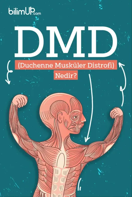 DMD (Duchenne Musküler Distrofi) Nedir?