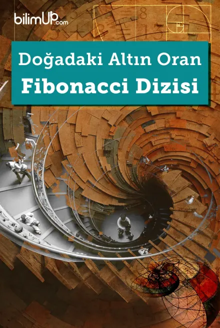 Doğadaki Altın Oran: Fibonacci Dizisi