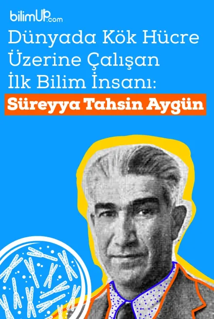 Dünyada Kök Hücre Üzerine Çalışan İlk Bilim İnsanı: Süreyya Tahsin Aygün