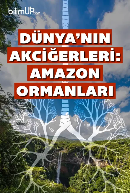 Dünya’nın Akciğerleri: Amazon Ormanları