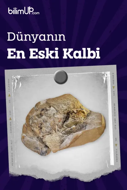 Dünyanın En Eski Kalbi Keşfedildi
