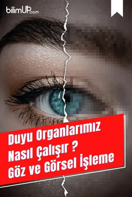 Duyu Organlarımız Nasıl Çalışır? Göz ve Görsel İşleme