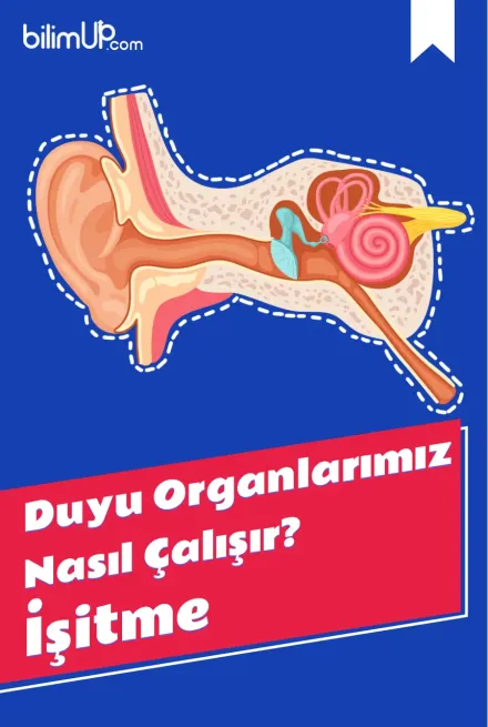 Duyu Organlarımız Nasıl Çalışır? İşitme Duyusu