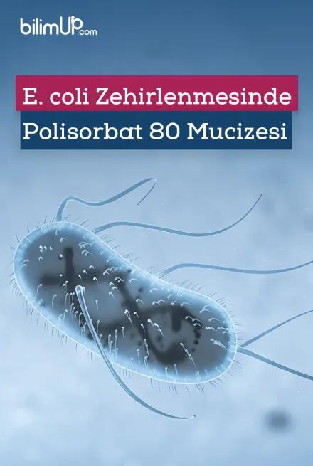 E. coli Zehirlenmesinde Polisorbat 80 Mucizesi