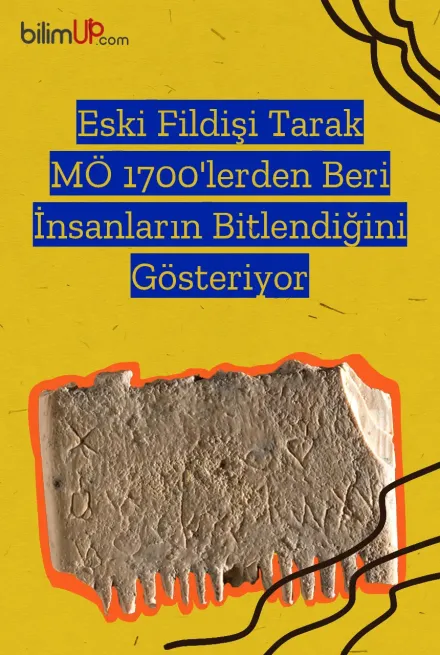 Eski Fildişi Tarak M.Ö. 1700'lerden Beri İnsanların Bitlendiğini Gösteriyor