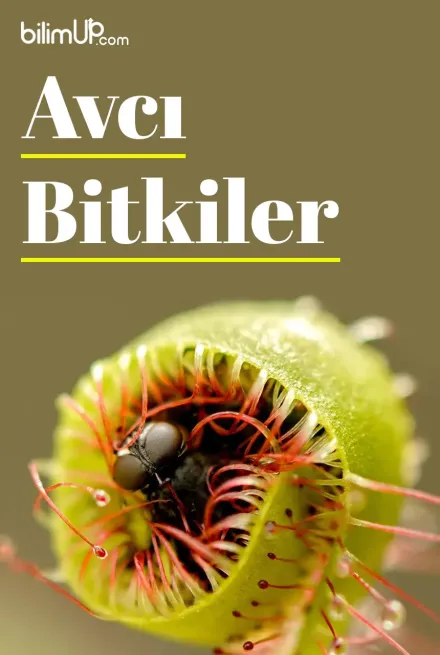 Avcı Bitkiler