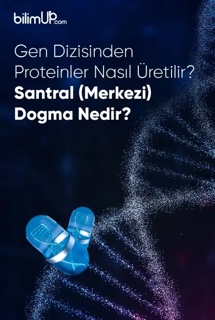 Gen Dizisinden Proteinler Nasıl Üretilir? Santral (Merkezi) Dogma Nedir?