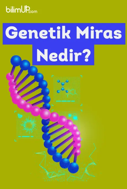 Genetik Miras Nedir?