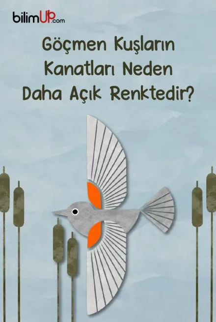 Göçmen Kuşların Kanatları Neden Açık Renktedir?