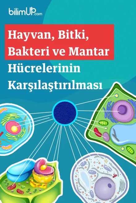Hayvan, Bitki, Bakteri ve Mantar Hücre Tipleri ve Hücrelerin Karşılaştırılması