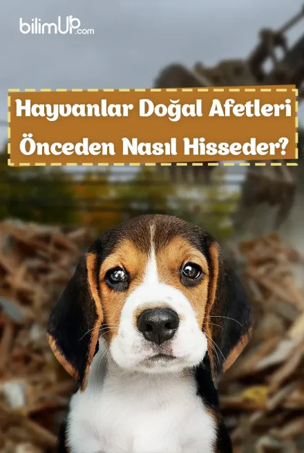Hayvanlar Doğal Afetleri Önceden Nasıl Hisseder?