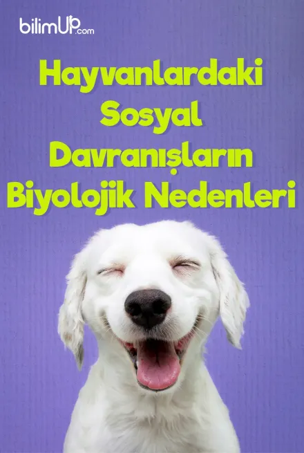 Hayvanlardaki Sosyal Davranışların Biyolojik Ve Psikolojik Nedenleri
